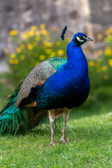 Fototapeta premium Peacock on a summer day in Lisbon