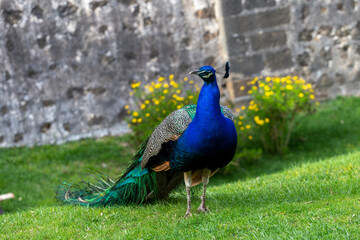 Fototapeta premium Peacock on a summer day in Lisbon