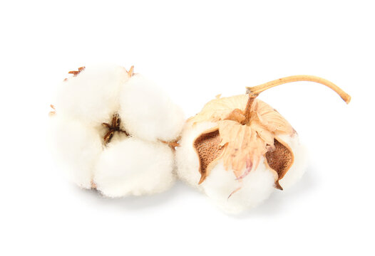 Beautiful cotton flowers on white background