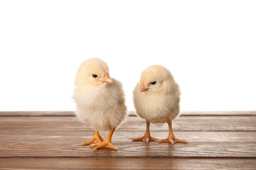 Cute little chicks on wooden table against white background