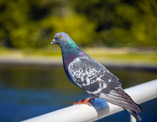 Wild synanthropic rock dove or pigeon. sits on metal fence.