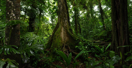 Fototapeta premium Tropical rain forest in Central America