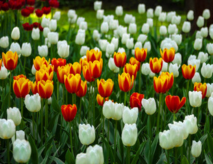 Beautiful blooming red and yellow tulips among white tulips.