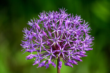 Allium Gladiator flower lineup