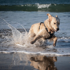 Golden retriever courre dans l'eau et faut des éclaboussures