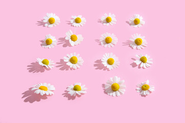 Composition with beautiful chamomile flowers on pink background