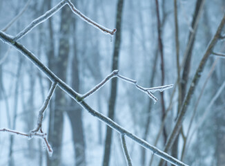 Ice covered branch in forest form ice storm
