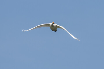 Mute swan, Cygnus olor flying over a lake in the English Garden in Munich, Germany