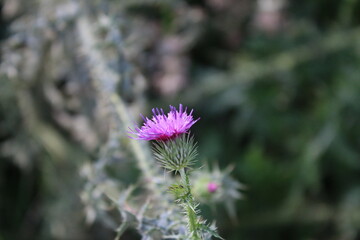Grün im Hintergrund. Schöne Natur. Herbstszene. Freiheit. Dorniger Kletten Zweig. Landschaftsfotografie. Minimalistischer Ansatz. Grünes Gras. Buschige Pflanzen. Verschwommener Hintergrund. Blühen.