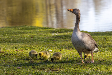 Family of greylag geese, Anser anser with small babies.
