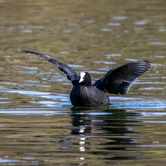 The Eurasian coot, Fulica atra swimming on the Kleinhesseloher Lake at Munich, Germany