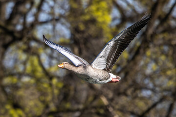 The flying greylag goose, Anser anser is a species of large goose