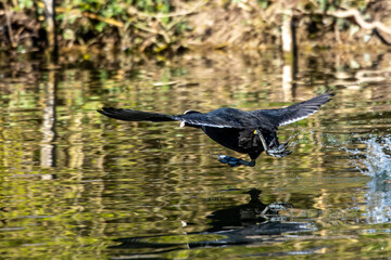 Eurasian coot, Fulica atra chasing each other by running across the water