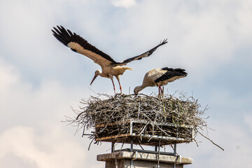 White Stork, Ciconia ciconia on the nest in Oettingen, Swabia, Bavaria, Germany, Europe