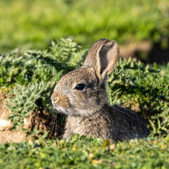 European rabbit, Common rabbit, Oryctolagus cuniculus sitting on a meadow at Munich