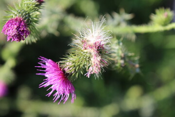 Wildblumensamen im Wind. Schöne Natur. Vermehrung durch Samen. Verschwommener Hintergrund. Sommer...