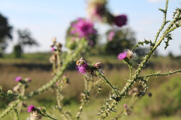 Wildblumensamen im Wind. Schöne Natur. Vermehrung durch Samen. Verschwommener Hintergrund. Sommer auf der Wiese. Minimalistischer Ansatz. Makrofotografie der Flora. Krautiger Baum mit Knospen.