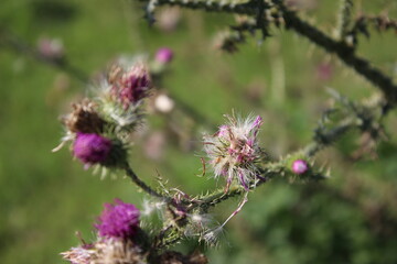 Wildblumensamen im Wind. Schöne Natur. Vermehrung durch Samen. Verschwommener Hintergrund. Sommer...