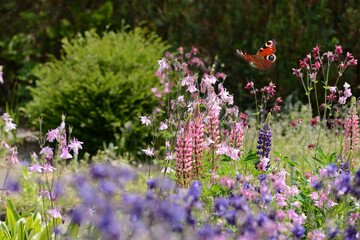 Schmetterling 1087 © K.-U. Häßler