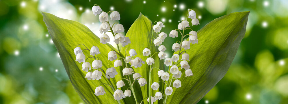 beautiful white lily of the valley flowers on a green abstract background
