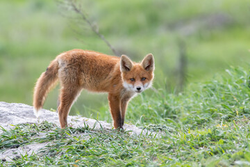 Naklejka na ściany i meble A fox cub near the burrow