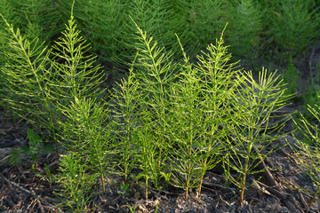 Medicinal plant equisetum arvense in the wild herb meadow.