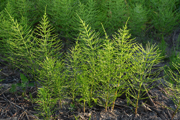 Medicinal plant equisetum arvense in the wild herb meadow.
