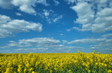 Błękitne niebo z chmurami i pola rzepaków. Piękny krajobraz Lubelszczyzny w Polsce.