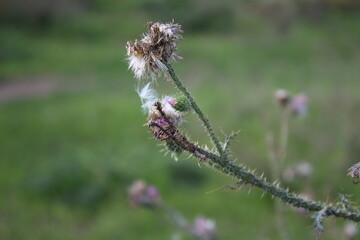 Wildblumensamen im Wind. Schöne Natur. Vermehrung durch Samen. Verschwommener Hintergrund. Sommer...