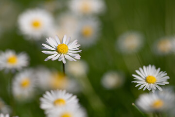 Obraz premium White daisies grow in a meadow in summer. One bloom is sharp and dense. All other flowers are out of focus and form the background.