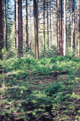 Obraz premium forest in the morning