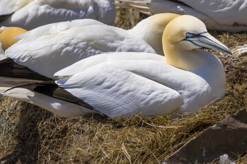 Gannet sitting on it's nest