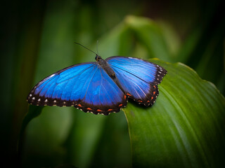 Butterfly Blue Morpho, Morpho peleides, in rainforest
