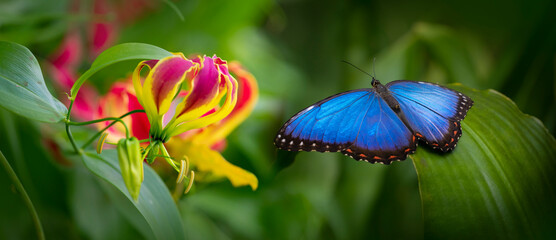 Butterfly Blue Morpho, Morpho peleides, in rainforest