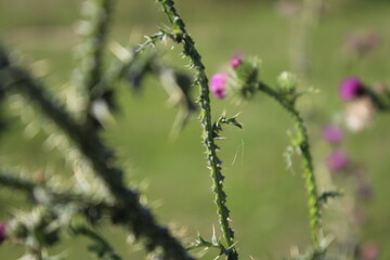 Grün im Hintergrund. Schöne Natur. Herbstszene. Freiheit. Dorniger Kletten Zweig. Landschaftsfotografie. Minimalistischer Ansatz. Grünes Gras. Buschige Pflanzen. Verschwommener Hintergrund. Blühen.