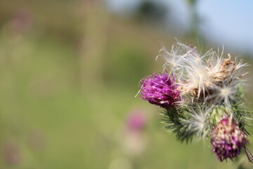 Wildblumensamen im Wind. Schöne Natur. Vermehrung durch Samen. Verschwommener Hintergrund. Sommer auf der Wiese. Minimalistischer Ansatz. Makrofotografie der Flora. Krautiger Baum mit Knospen.
