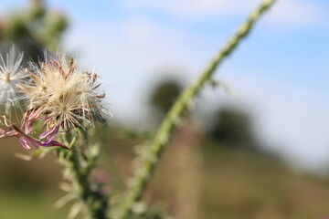 Wildblumensamen im Wind. Schöne Natur. Vermehrung durch Samen. Verschwommener Hintergrund. Sommer...