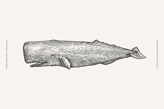 Hand-drawn image of a sperm whale. Ocean animal on a light background. Vector illustra􀆟on in vintage engraving style for your design.