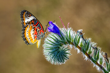 Macro shots, Beautiful nature scene. Closeup beautiful butterfly sitting on the flower in a summer garden.