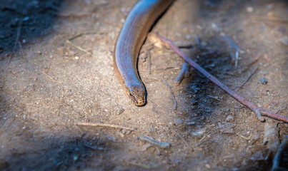 A grass snake closeup at summer in saarland in wildlife
