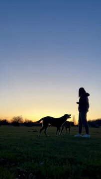 video of silhouette of a young woman playing with her dogs at sunset in the field