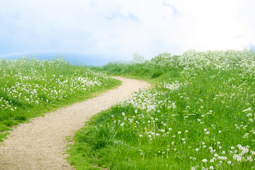 Summer landscape with, narrow winding, curvy sandy road cross green field of blooming flowers and...