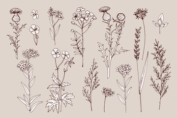 Wild flowers and meadow grasses. Summer field flowers. Botanical illustration. Vector line sketch