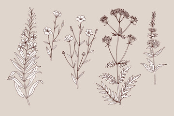 Wild flowers and meadow grasses. Summer field flowers. Botanical illustration. Vector line sketch