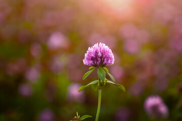Red clover flower Trifolium pratense close-up, in a meadow of clover and wild herbs, in natural soft sunset sunlight.