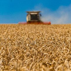 Great combine harvester working at the field. Agricultural machine on the blue sky.Agriculture...