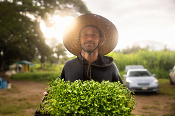 Farmer checking, holding, and cutting microgreens 