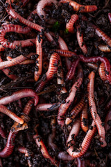 Many living earthworms for fishing in the soil, background