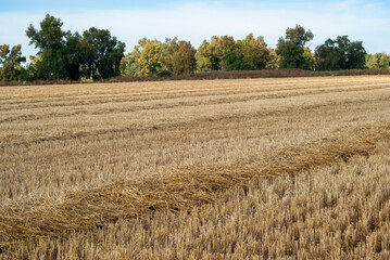 Campo de rastrojos después de haber cosechado el grano, a la espera de recolectar la paja.