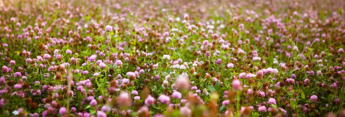 Fototapeta premium Summer landscape with a field of blooming pink clover, in the natural soft sunset sunlight. Field of red clover Trifolium pratense. Forage crop for livestock grazing.